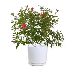 Panama Rose (Arachnothryx leucophylla)